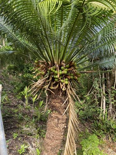 Cycas seemannii, photograph 2