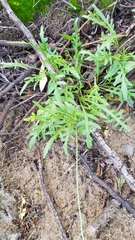 Diplotaxis tenuifolia