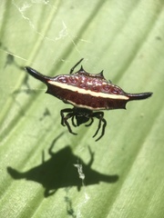 Gasteracantha diardi