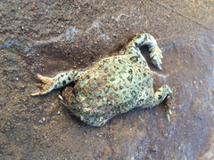 Anaxyrus compactilis