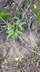 Diplotaxis tenuifolia