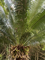 Cycas seemannii, photograph (c) Chris Parminter, some rights reserved (CC BY)