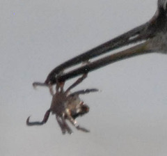 Epialtidae