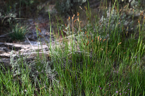 Davy's sedge (Carex davyi)