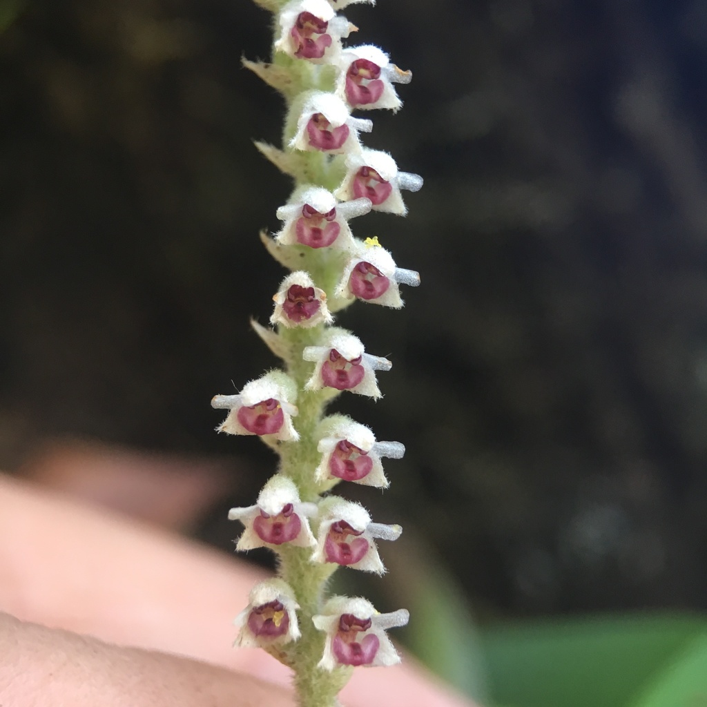 Cryptochilus siamensis