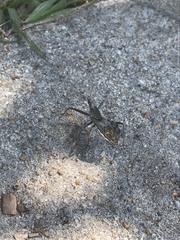 Arilus cristatus
