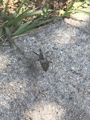Arilus cristatus