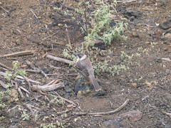 Mimus parvulus parvulus