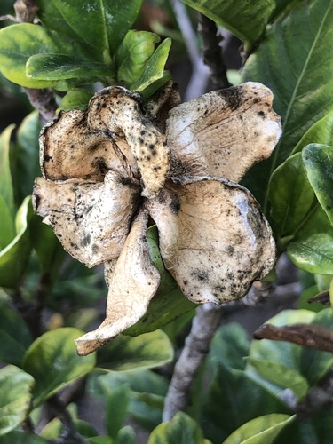 grey fruit mould