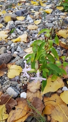 Saponaria officinalis