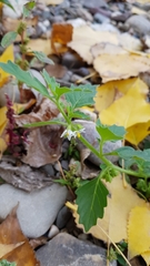 Solanum physalifolium