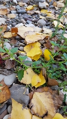 Solanum physalifolium