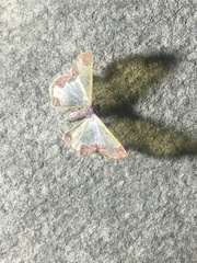 Cassymini