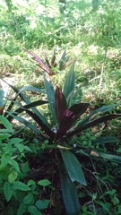 Tradescantia spathacea