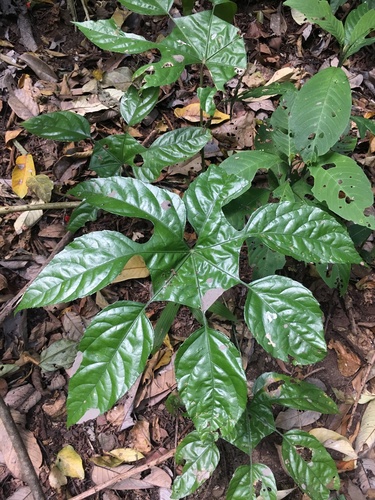 Trevesia burckii, photograph 5