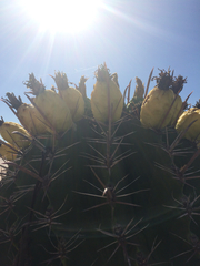 Ferocactus herrerae