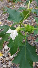 Datura stramonium