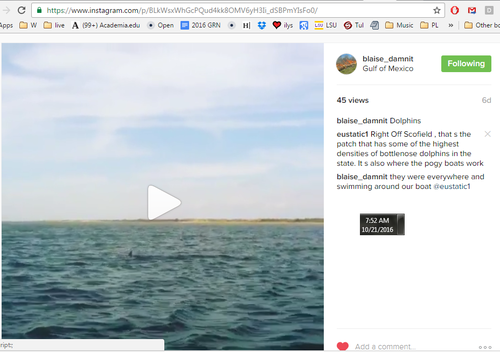 Common Bottlenose Dolphin photographed in Louisiana