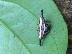 Gasteracantha diardi