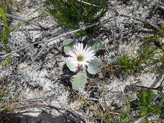 Arctotis verbascifolia