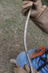 Palusophis bifossatus