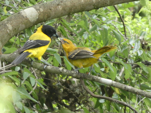 Oriole d'Audubon (Icterus graduacauda)