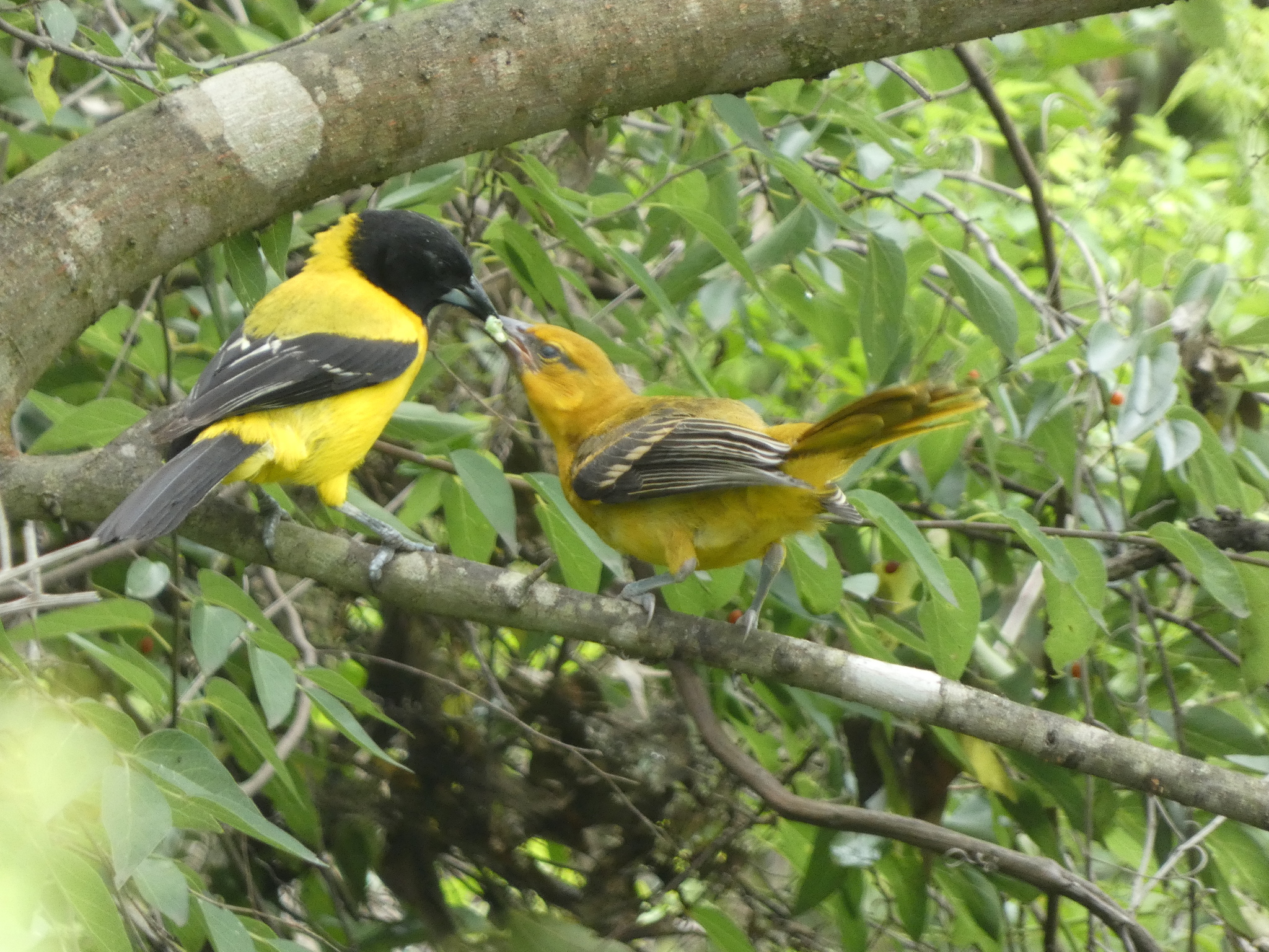 Audubon's Oriole (Icterus graduacauda)