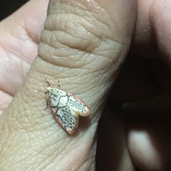 Miltochrista irregularis