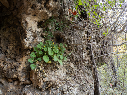 Yellow stingbush (Eucnide bartonioides)