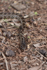 Palusophis bifossatus