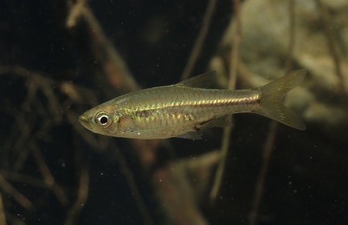 Meinken's rasbora (Rasbora meinkeni) — Cyprinidae — 2