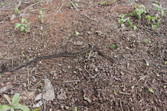 Palusophis bifossatus