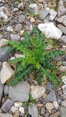 Cirsium arvense