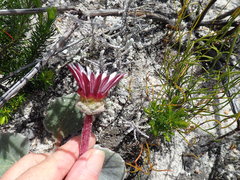 Arctotis verbascifolia