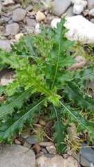 Cirsium arvense