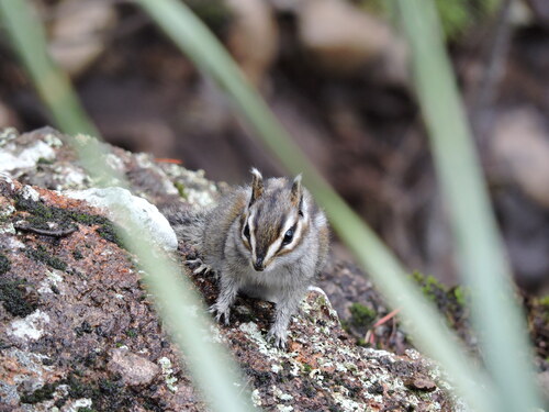 Buller's Chipmunk (Neotamias bulleri)