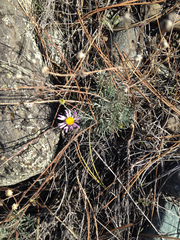 Erigeron filifolius