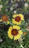 Gaillardia pulchella picta - Photo (c) eduardoger, some rights reserved (CC BY-NC), uploaded by eduardoger
