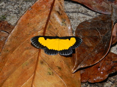 Xanthyris flaveolata