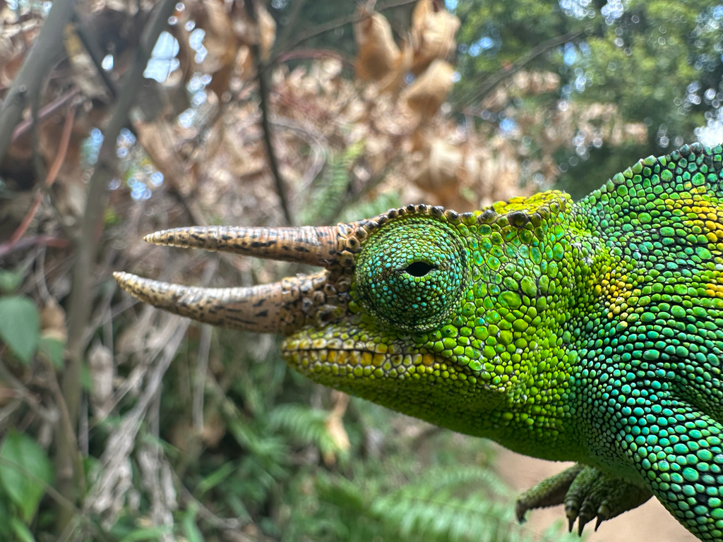 Johnston's Chameleon