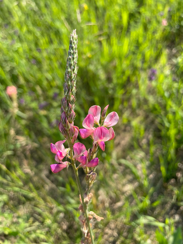Sainfoin