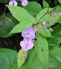 Impatiens sulcata