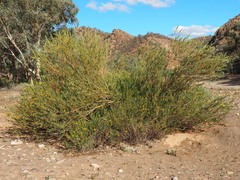 Petalostylis labicheoides