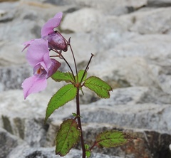 Impatiens sulcata