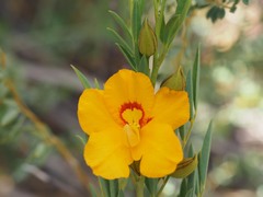 Petalostylis labicheoides