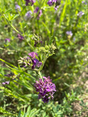 Alfalfa