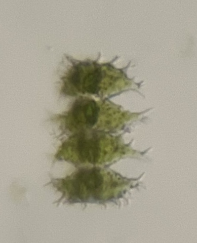 Staurastrum senarium