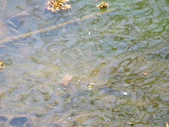 Cnesterodon decemmaculatus