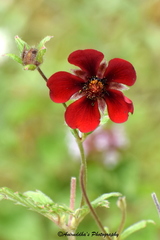 Potentilla atrosanguinea