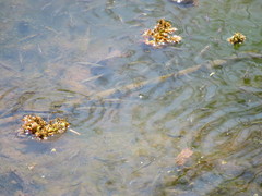 Cnesterodon decemmaculatus